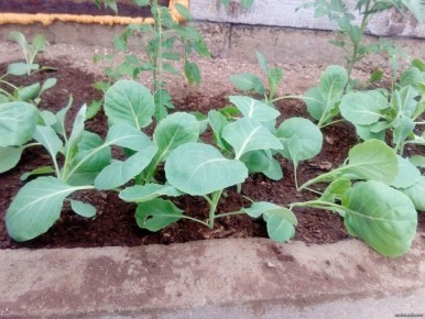 ��� ��������� ��������� ������� ������� � �������� ��������