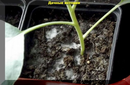 ������� � ������: ��� �������� ������� � �������� ������� �������