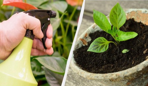 ������ ��� ��������� ���������� ��� �������� �������