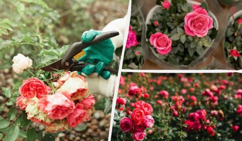 ��� ��������� ������ �� ����� ����: ������� ��������� �����������