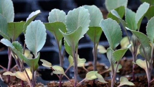 ������� �������� ������� �������: �� �������� ������