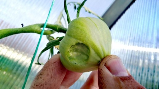 ����������� ������: ��� ������� �������� � �������?