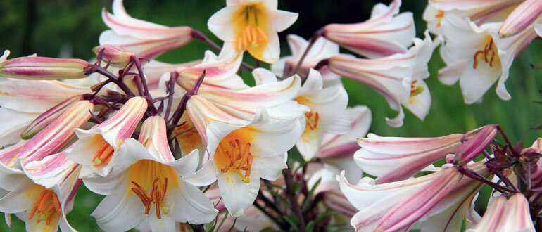 Уход за лилиями после цветения: секреты восстановления