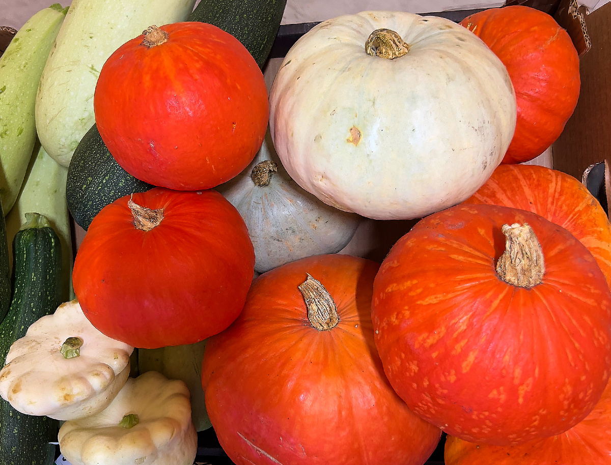 Тыквенный бум: московские ярмарки собрали почти 100 тонн сладких плодов