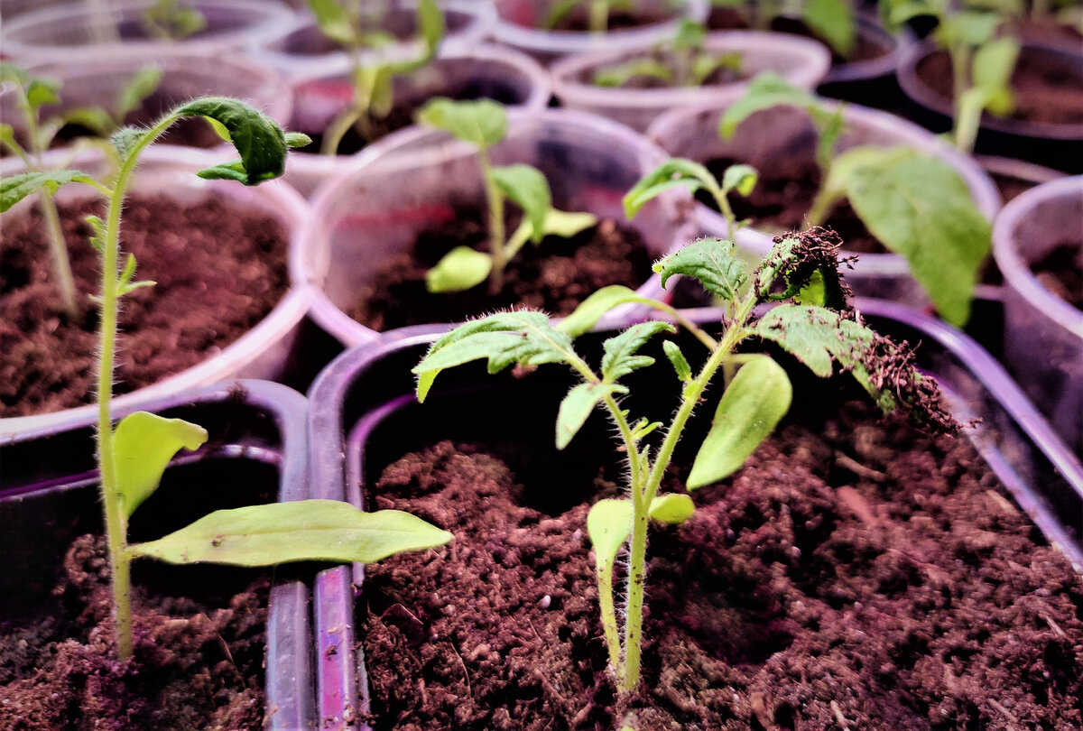 Как побороть вытянутую рассаду: простые и бюджетные решения