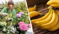 Почему гортензия не цветет и как помочь ей: простое решение из банановой кожуры