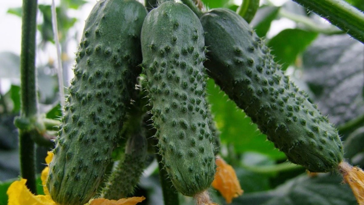 Как избавиться от пустоцветов: эффективные гибриды огурцов для вашего огорода