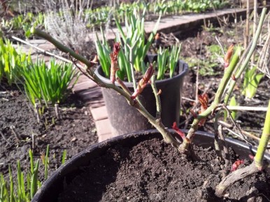 Как перевести розы в горшки: опыт и советы