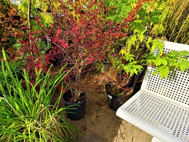 Яркие акценты осени: украшение сада с помощью уникальных растений