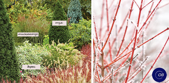 Сад мечты: как создать красивое пространство круглый год