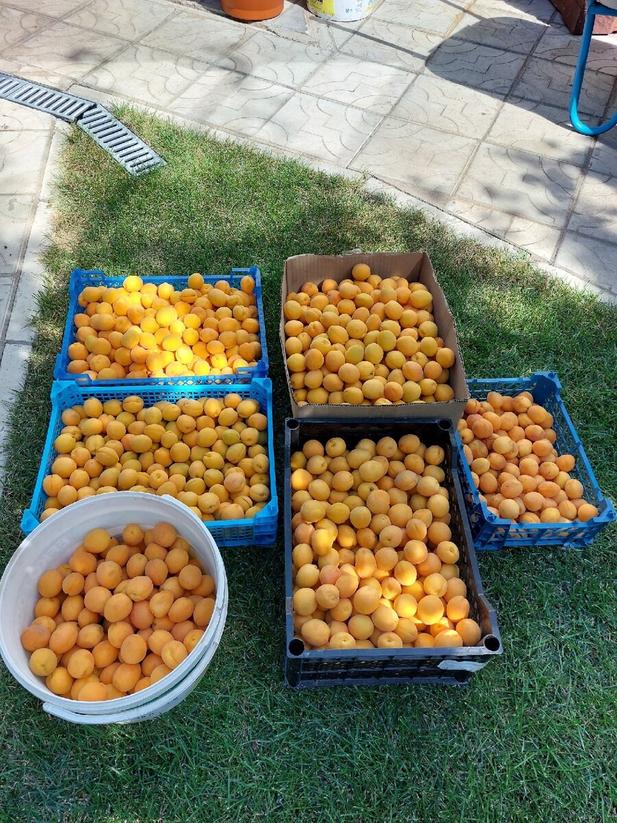 Лучшие самоплодные абрикосы для средней полосы: выбираем правильно