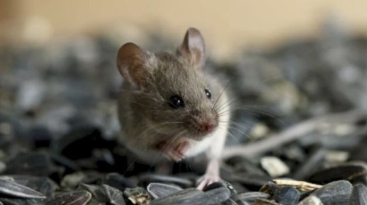 Как эффективно избавиться от грызунов в доме