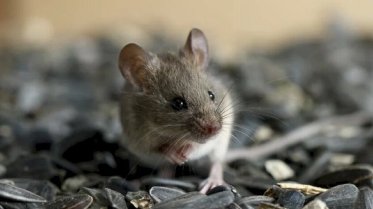 Как эффективно избавиться от грызунов в доме