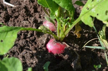 Когда подходит время для посадки овощей: советы для огородников