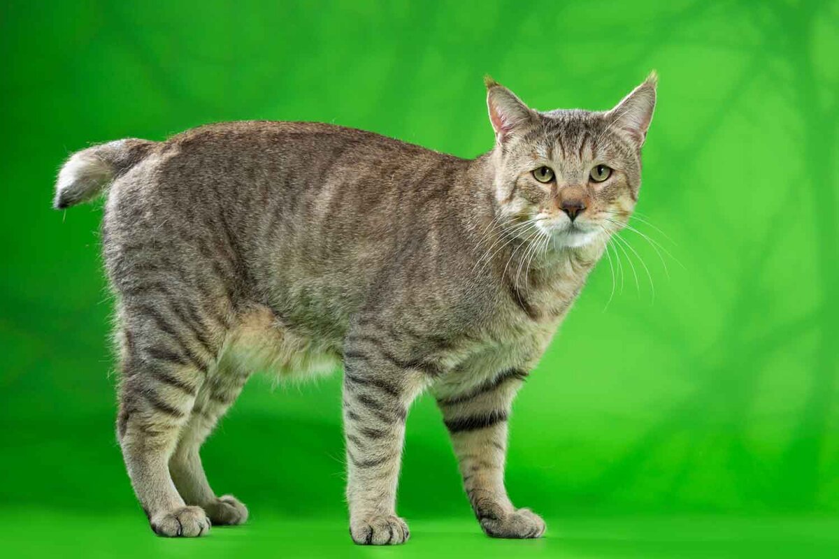 Как выбрать идеальную кошку: советы для настоящих кошатников