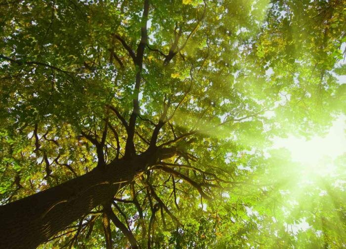 Понимание полного солнца: советы по успешному садоводству на открытых участках