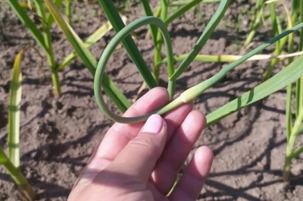 ��� ��������� �������� ��������� ������� ��� ���������� �����������