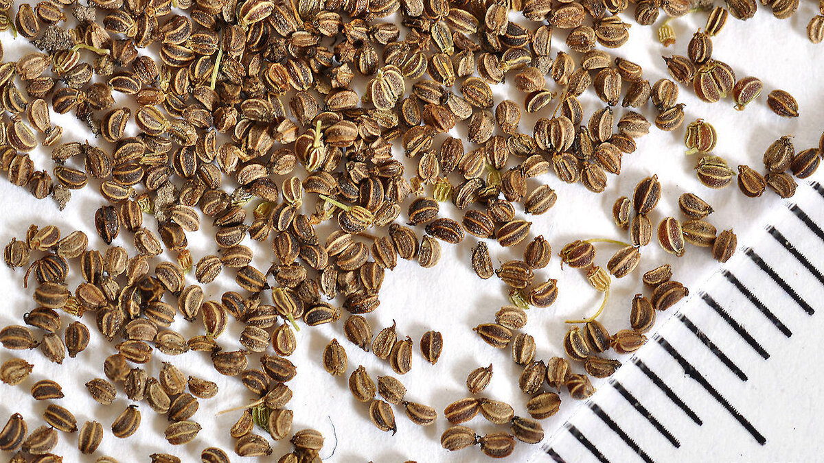 Как вернуть к жизни просроченные семена: простые шаги для садоводов