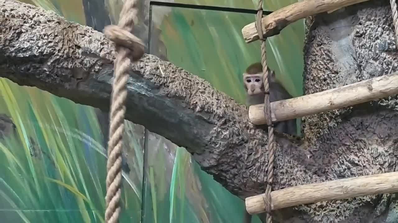 Доброе утро, Ярославль!. Если вам сегодня не хватает энергии — берите пример с… Озорник Абу - так его называют сотрудники Ярославского зоопарка, и это неспроста