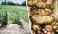Как дачники собирают два урожая картофеля за один сезон