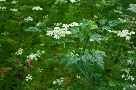 Кокорыш: неожиданный враг вашего огорода – как его выявить и победить