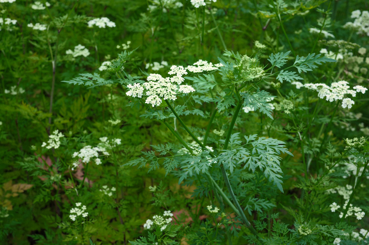 Кокорыш: неожиданный враг вашего огорода – как его выявить и победить