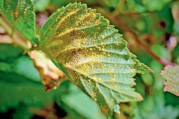 Как защитить смородину от столбчатой ржавчины: полезные советы