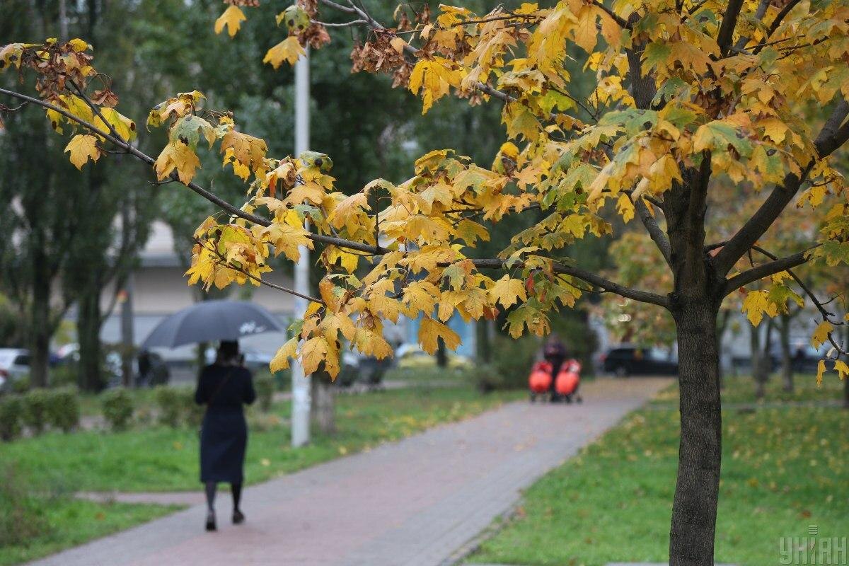 Опасные деревья: какие не стоит сажать во дворе