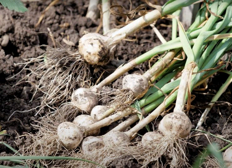 Спасите свой урожай чеснока от вредных советов блогеров!