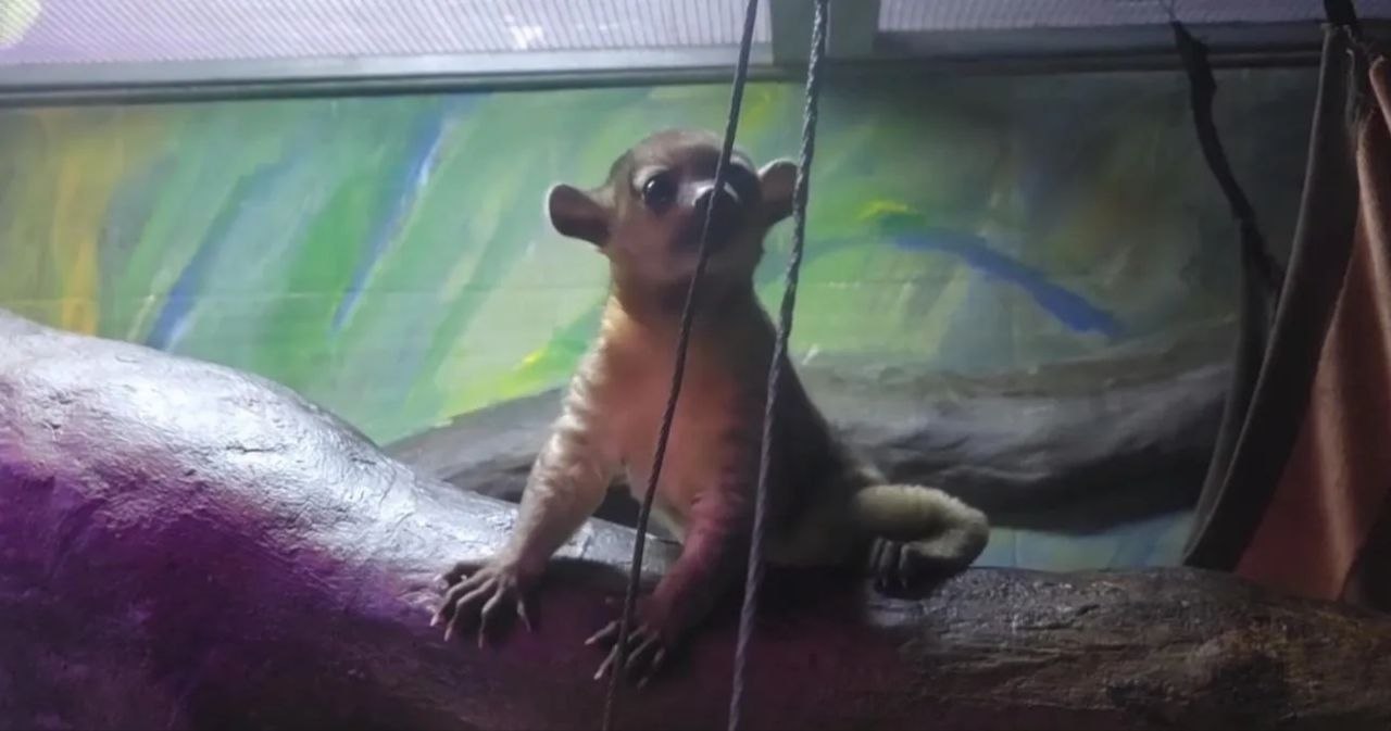 В семье кинкажу Ярославского зоопарка — очаровательное пополнение