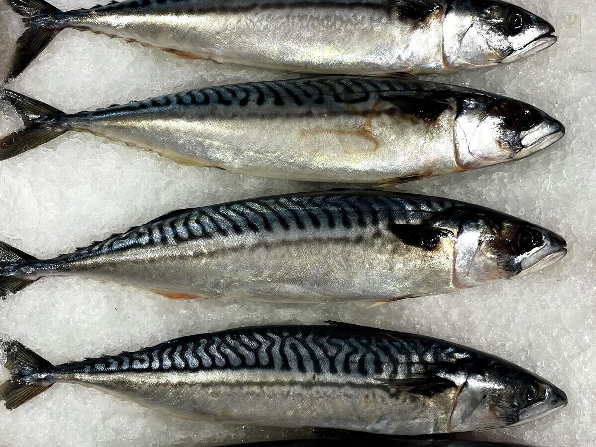 Как скумбрия защищает сердце: неожиданные факты о пользе рыбы