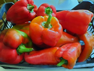 Как вырастить идеальный сладкий перец: 10 советов для успешного урожая