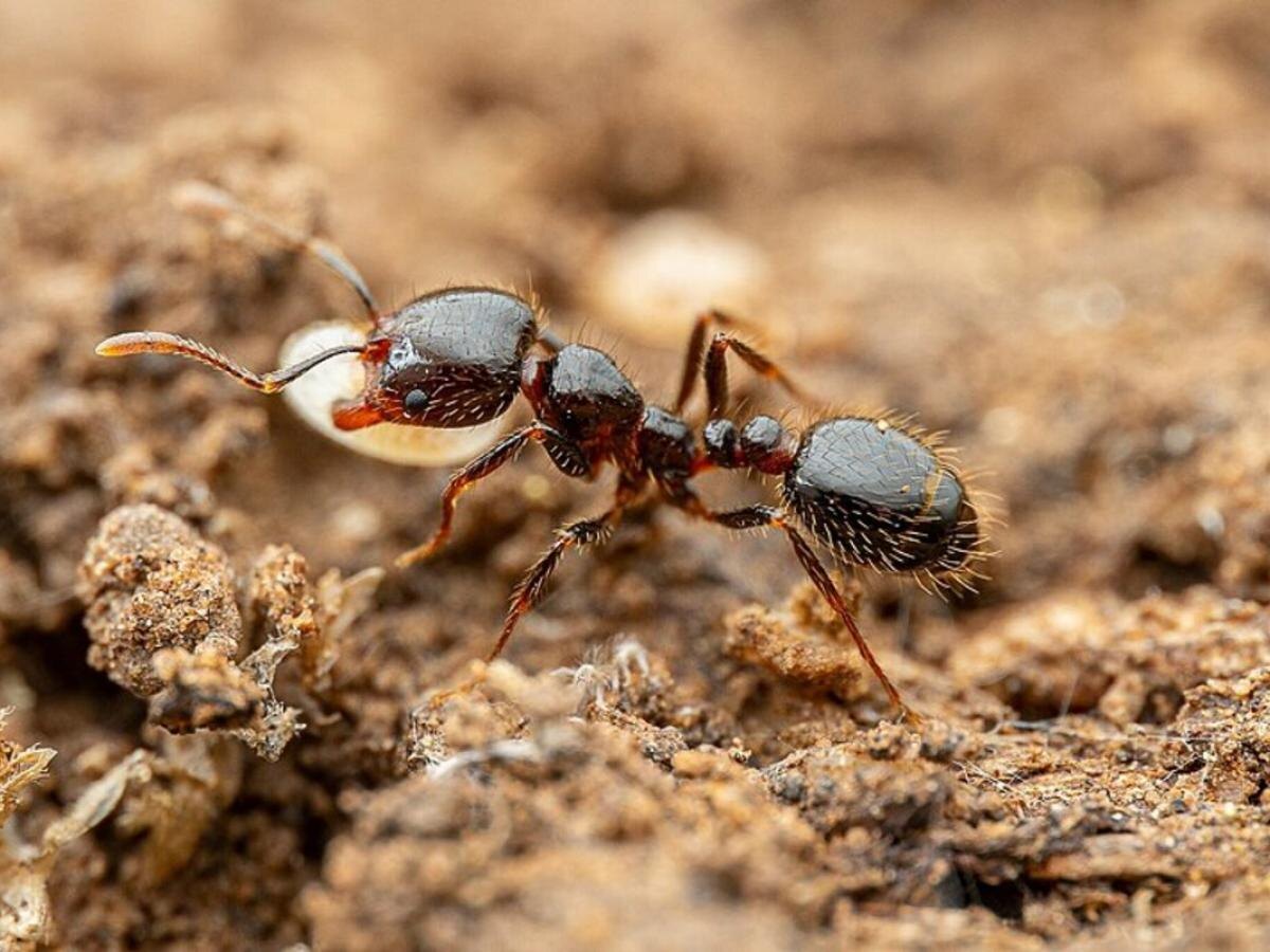 Гвоздика против муравьев: простые решения для домашнего уюта