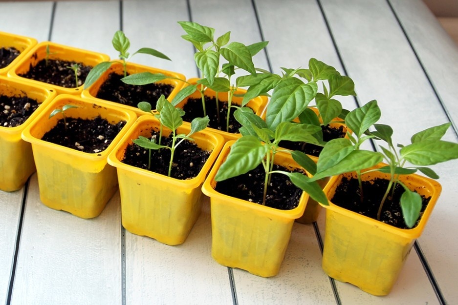 Как ускорить всходы семян перца: проверенные методы