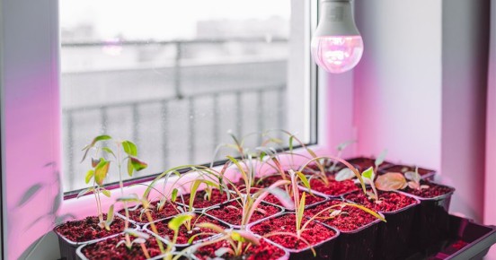Как правильно использовать фитолампы для рассады: секреты успеха