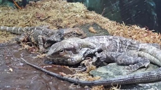 Как поднять настроение плащеносной ящерице? Устроить ей душ!