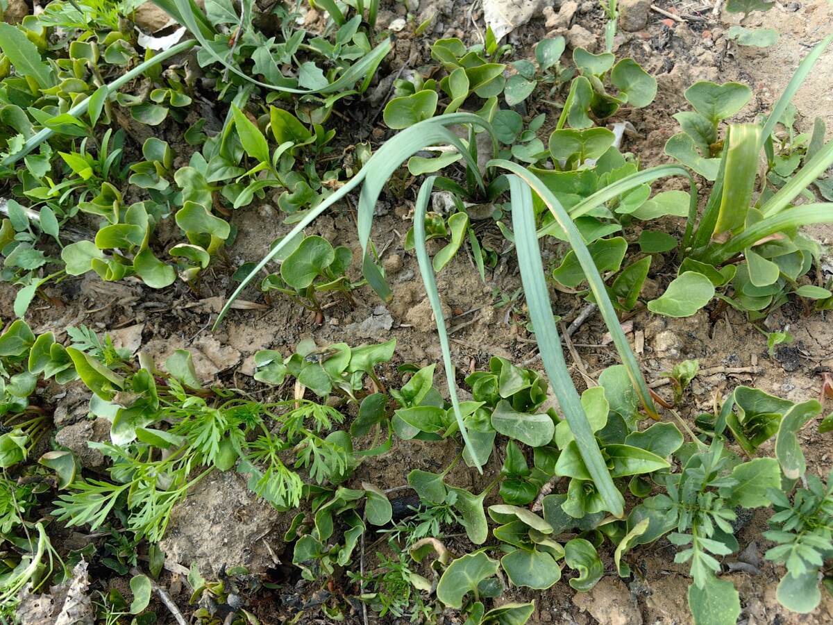 Как создать цветущий сад без хлопот: секреты самосева