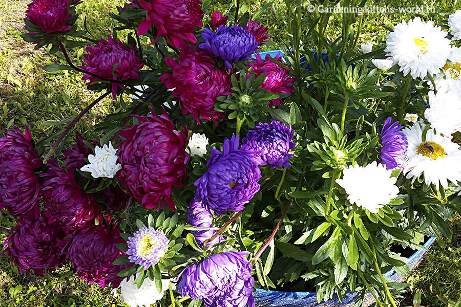 Пушистые астры: секреты успешного выращивания через рассаду