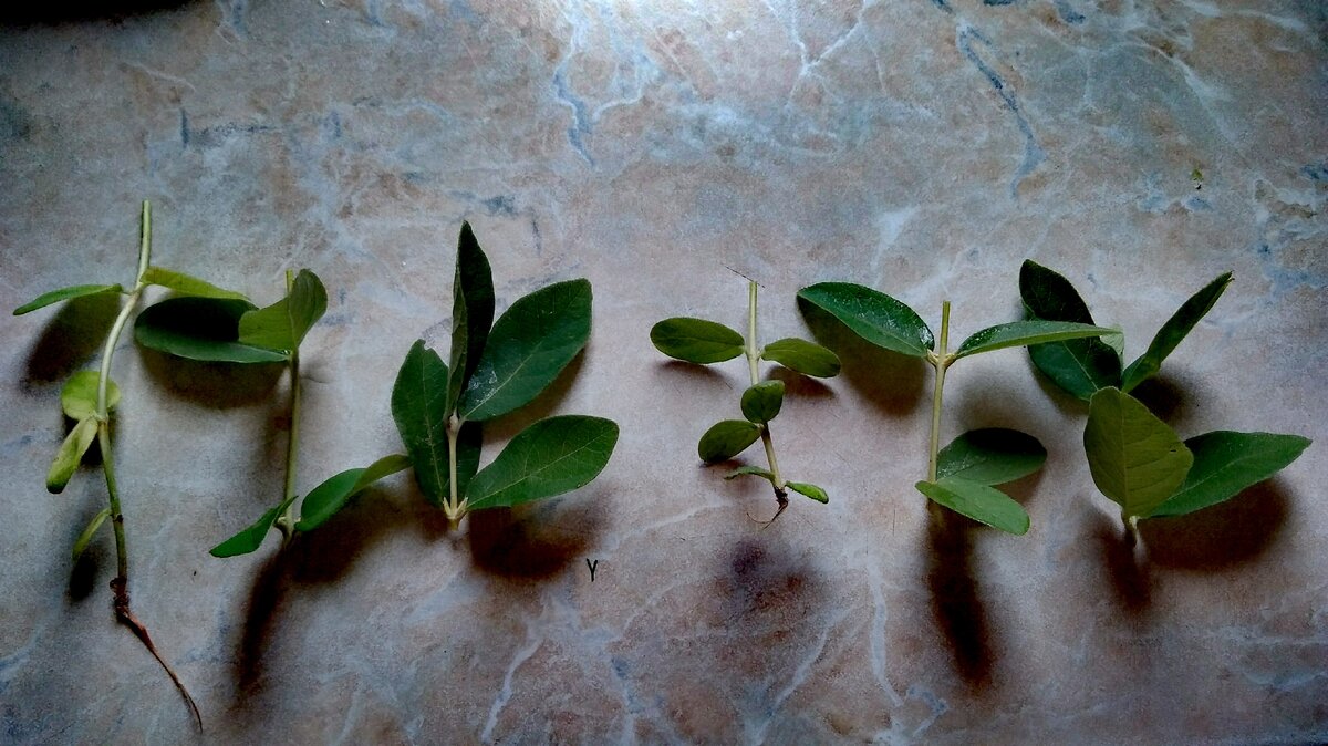 Жимолость: секреты размножения и заготовок