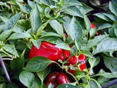 ��� ��������� ��������� ����� � ������� �������� ���������