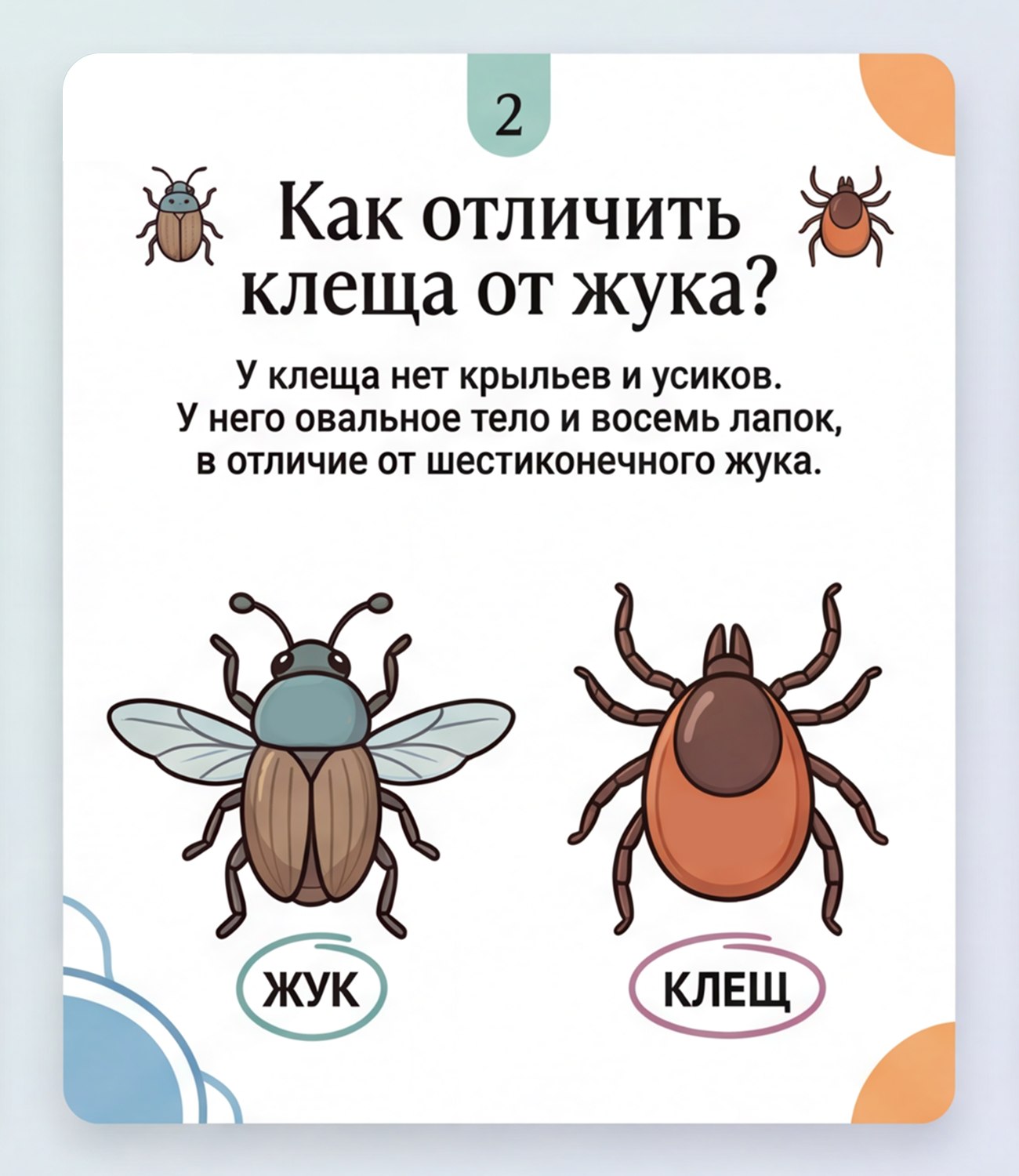 Что важно знать о клещах. В теплый период возрастает риск встречи с клещами Что важно знать о клещах. В теплый период возрастает риск встречи с клещами
