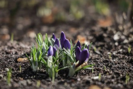 Дмитрий Рудаков: Весна в этом году ранняя, и Карякинский сад быстро просыпается