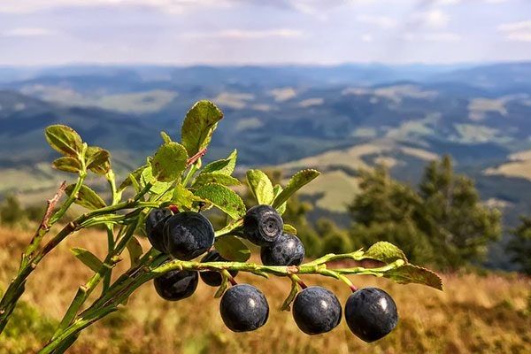 ���������� �������: ������������� ���� � ������������� �������