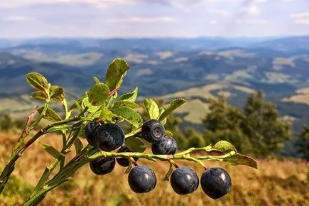 Кавказская черника: морозостойкий сорт с удивительными ягодами