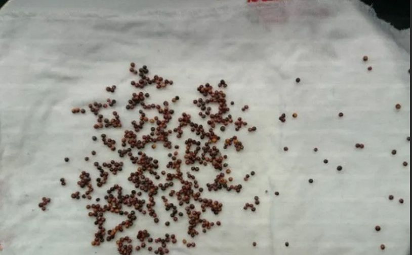 ����� ������ ���������� ������������ ����� �������� � ���: ����������� � ������ � �������