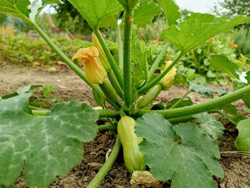 ��� ����������� ������� ��� ����: �������������� ������ �����