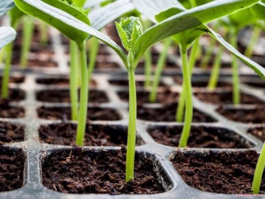 ��� ������ � ������������ �������� �������: ������ ��� ���������