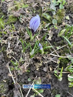 �������, ���������!. ������ ������� ������ ������ �������� � ������ ����������