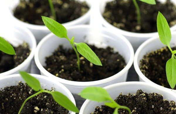 ��� �� ���� ����� ���������: ������ �� ����� �� ��������