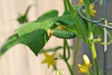 ���������: ������� ������ � ������� �� ������ �������